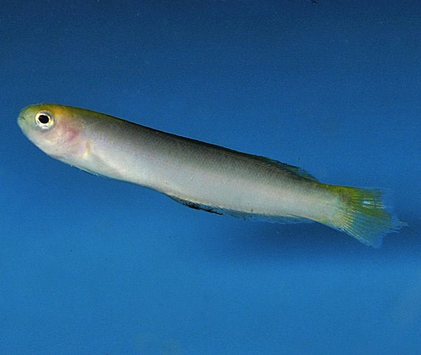 Trachinops noarlungae - Yellowhead Hulafish