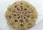 Toxopneustes pileolus - Flower Urchin