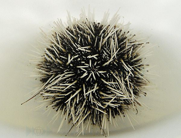 Tripneustes ventricosus - Sea egg