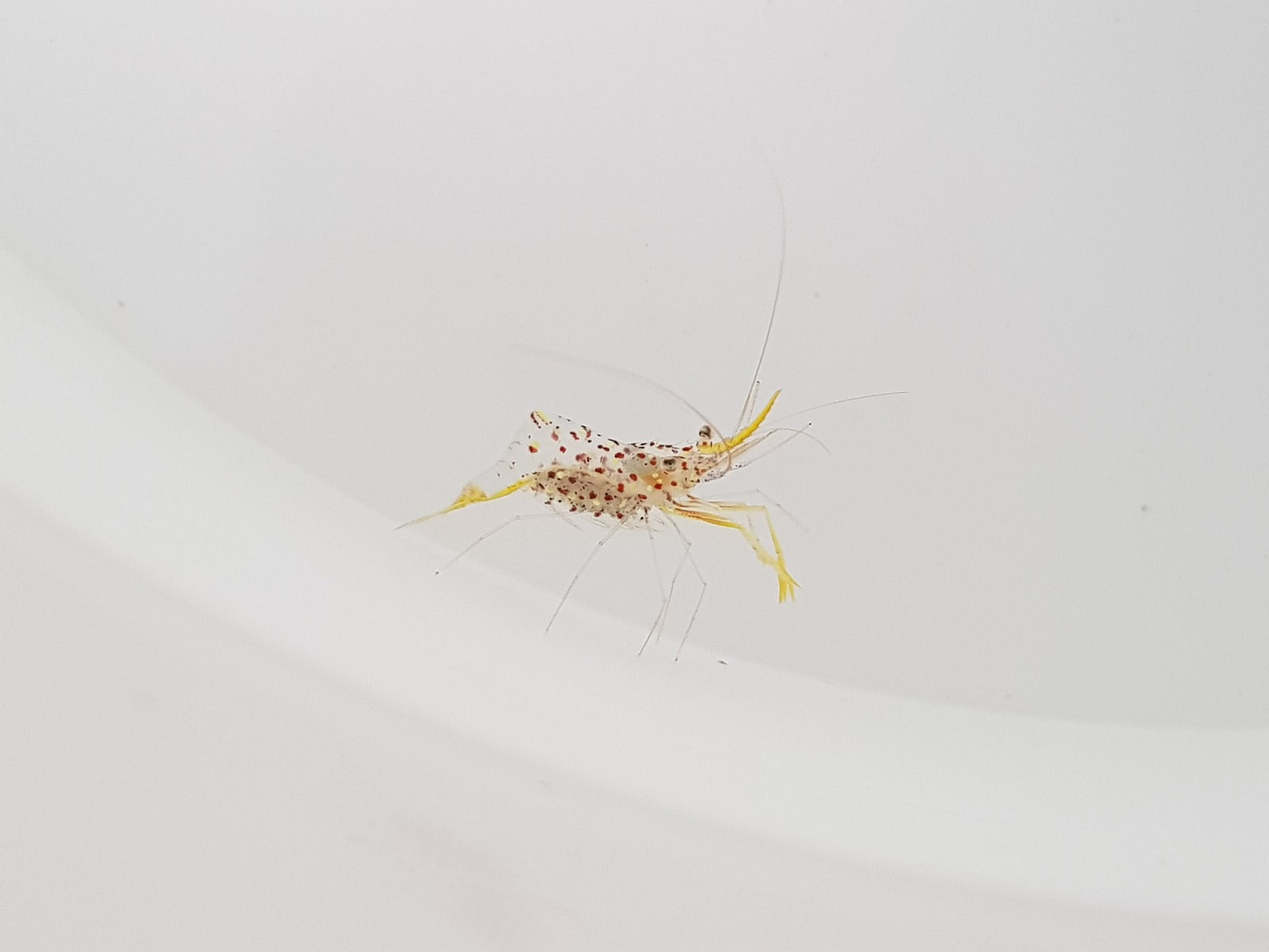 Urocaridella degravei Yellow Shrimp