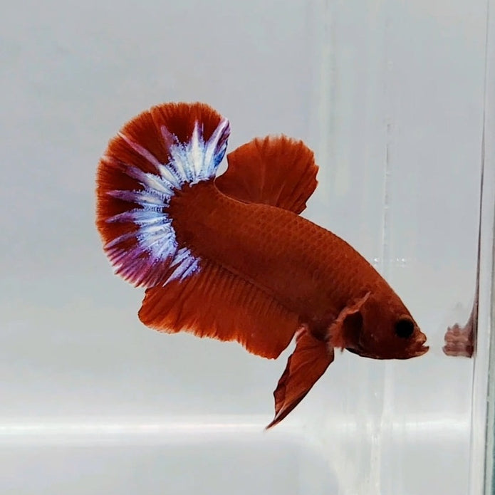 Betta Hellboy