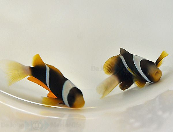 Amphiprion allardi - Allard's clownfish