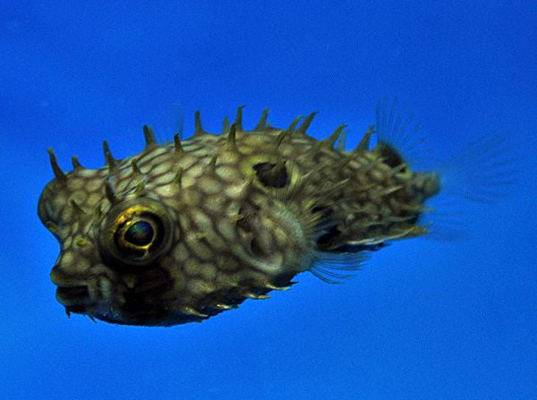 Chilomycterus antillarum - Web burrfish