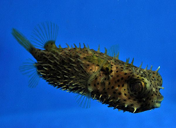 Chilomycterus antennatus - Bridled burrfish