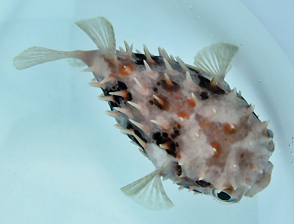 Cyclichthys orbicularis - Birdbeak burrfish