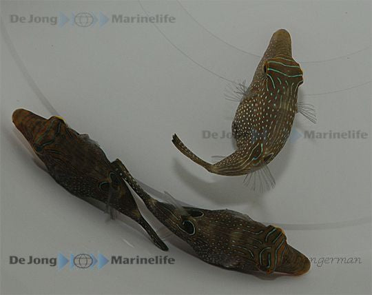 Canthigaster solandri - Spotted sharpnose