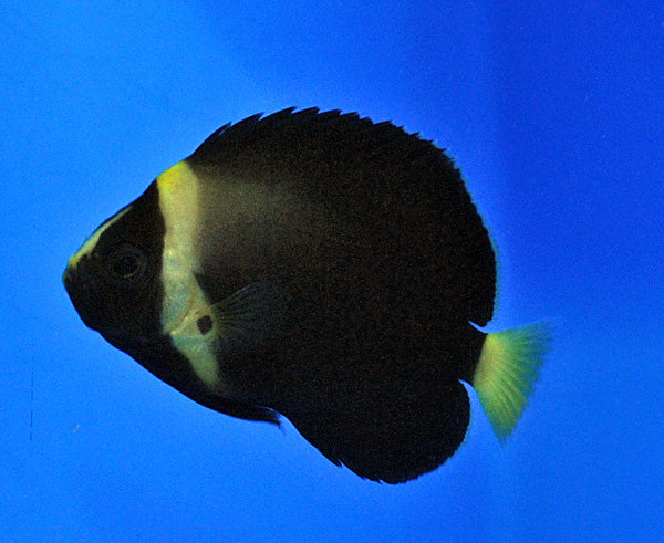 Chaetodontoplus spp. Black Phantom - Black panthom angelfish