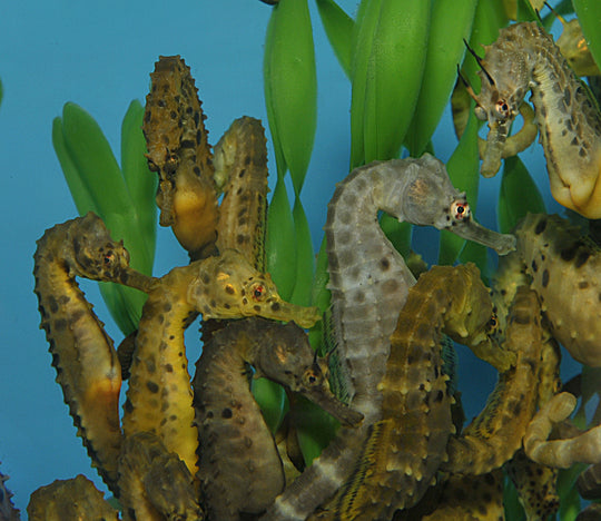 Hippocampus abdominalis - Dikbuikig Zeepaardje