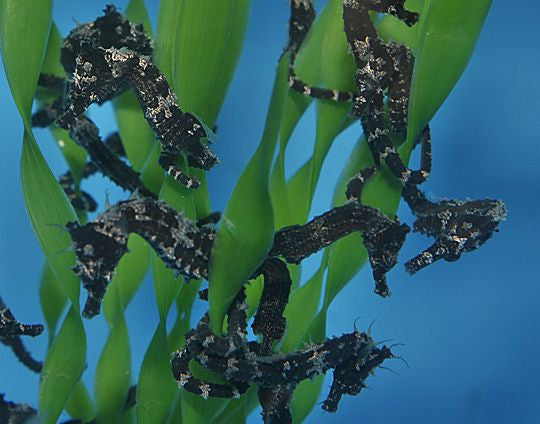 Hippocampus Erectus - Gestreept Zeepaardje