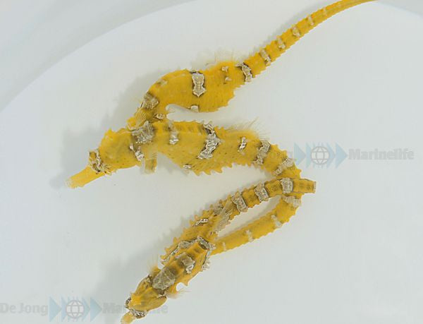 Hippocampus Erectus (Geel) - Gestreept Zeepaardje (Geel)
