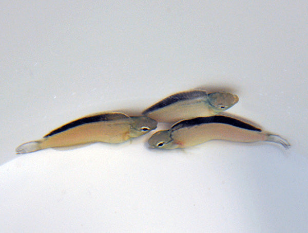 Meiacanthus smithi - Disco blenny