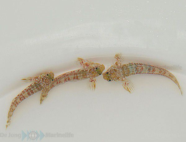 Scartella cristata - Molly miller