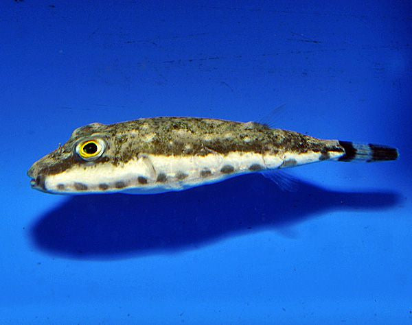 Sphoeroides spengleri - Bandtail puffer