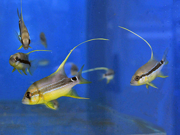 Symphorichthys pilurus - Japanse Snapper