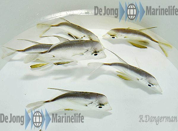 Selene vomer - Neerkijker