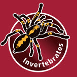 Hobby Terrano Natuurlijk Calciumsubstraat Ø 2-3mm 5kg