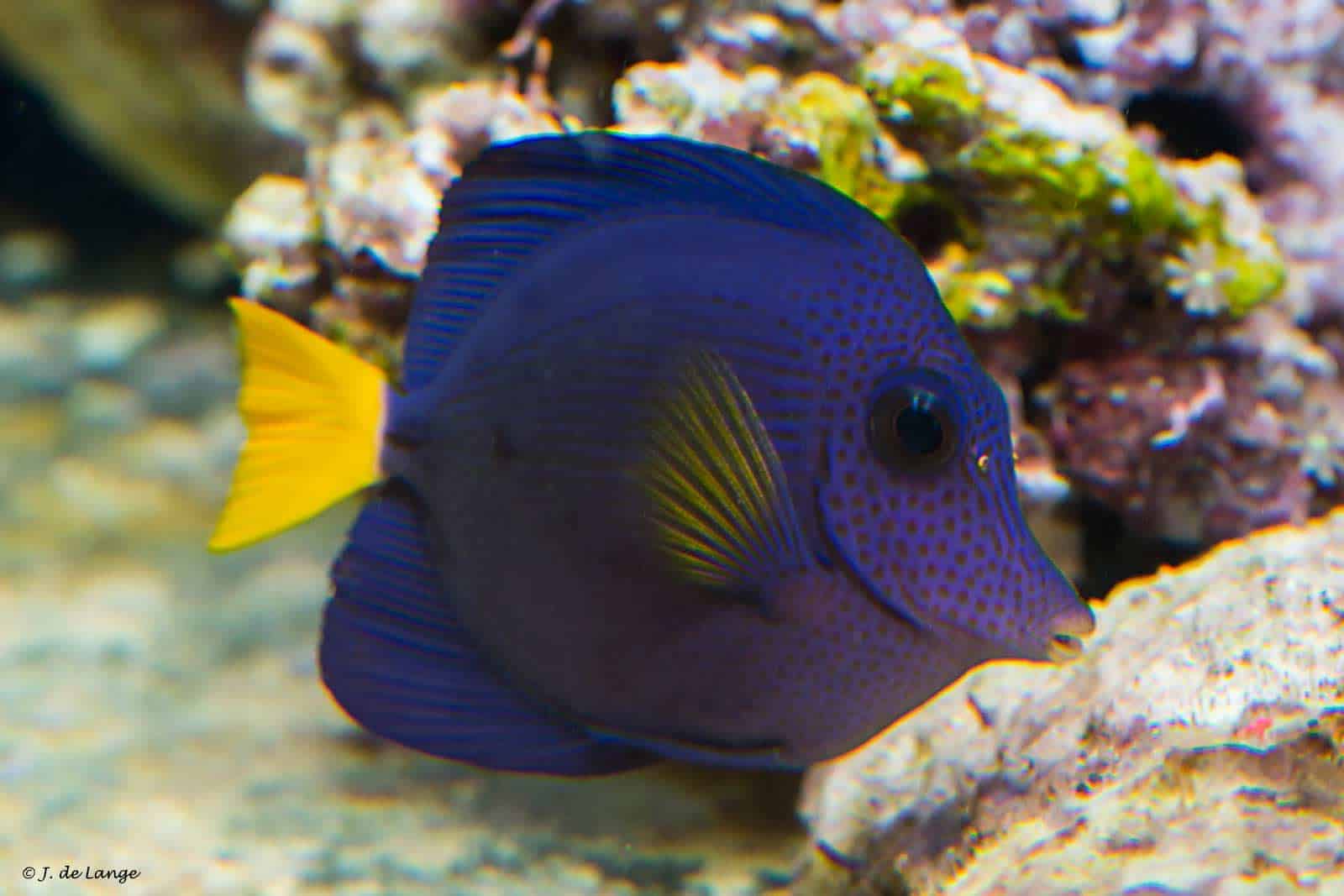 Zebrasoma xanthurum - Geelstaart Zeilvindoktersvis