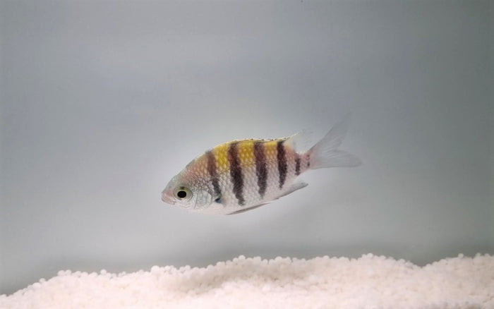 Abudefduf saxatilis - Sergeant-majoorvis