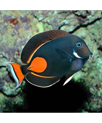 Acanthurus achilles