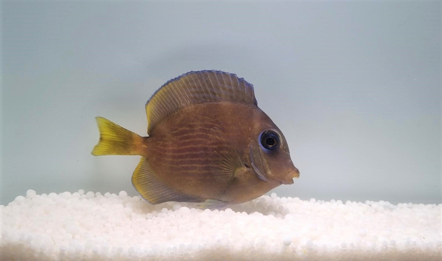 Acanthurus coeruleus