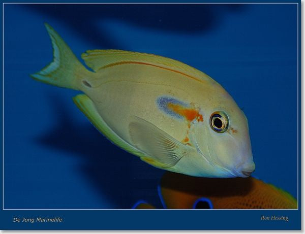 Acanthurus olivaceus - Tweekleurige Doktersvis