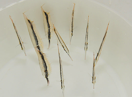 Aeoliscus strigatus - Gestreepte Scheermesvis