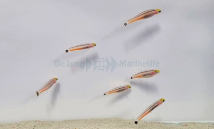 Aioliops megastigma - Mini dart goby