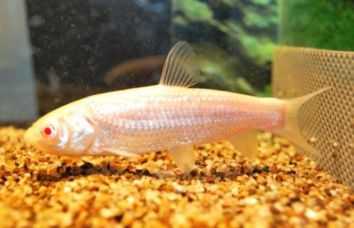 Albino Graskarper 10/12