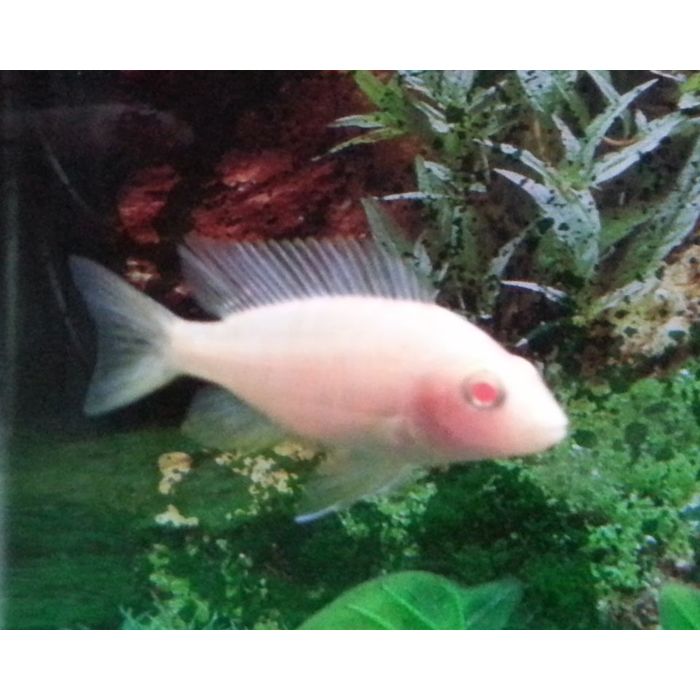 Aulonocara Dragon Blood Albino