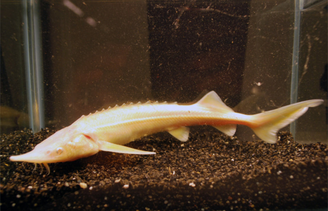 Albino Steur Sterlet 25/30