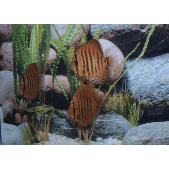 Stendker Alenquer Discusvis