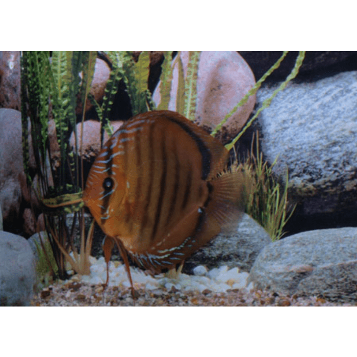 Stendker Alenquer Discusvis