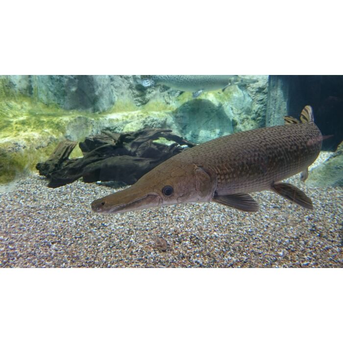 Atractosteus Spatula / Alligatorsnoek