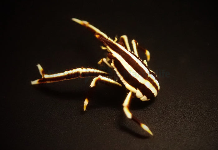 Allogalathea elegans (Striped) - Crinoid squat lobster (Striped)
