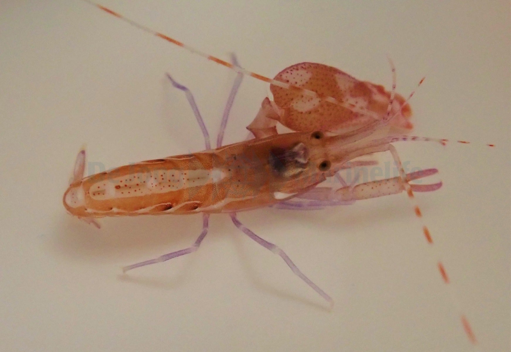 Alpheus armatus - Red snapping shrimp