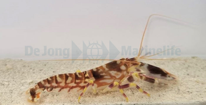 Alpheus bellulus - Tiger snapping shrimp