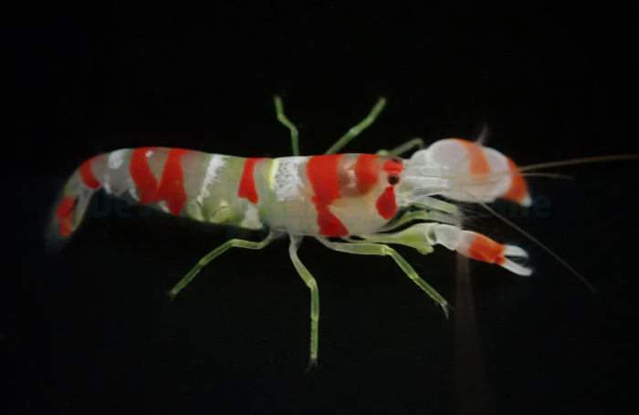 Alpheus randalli - Randall's snapping shrimp
