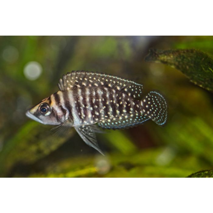 Lamp./Altolamprologus Calvus