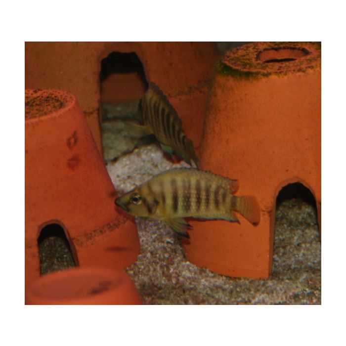 Altolamprologus Compressiceps Gold