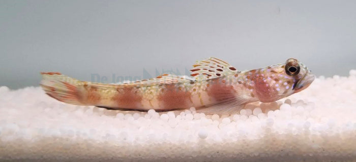Amblyeleotris latifasciata - Wide-barred shrimpgoby