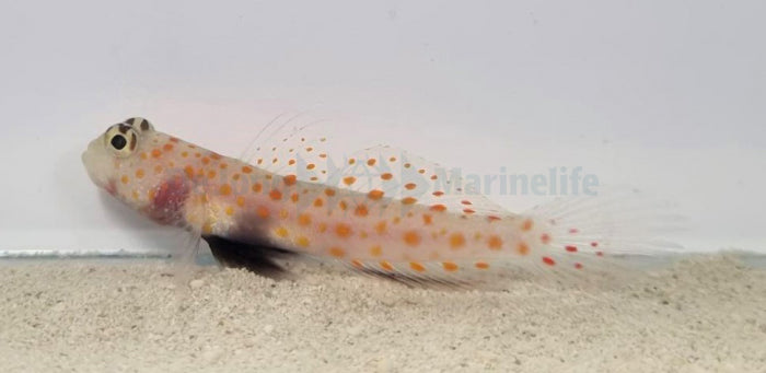 Amblyeleotris guttata - Spotted prawn goby