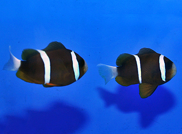 Amphiprion akindynos (Australië) - Barrier reef anemonefish