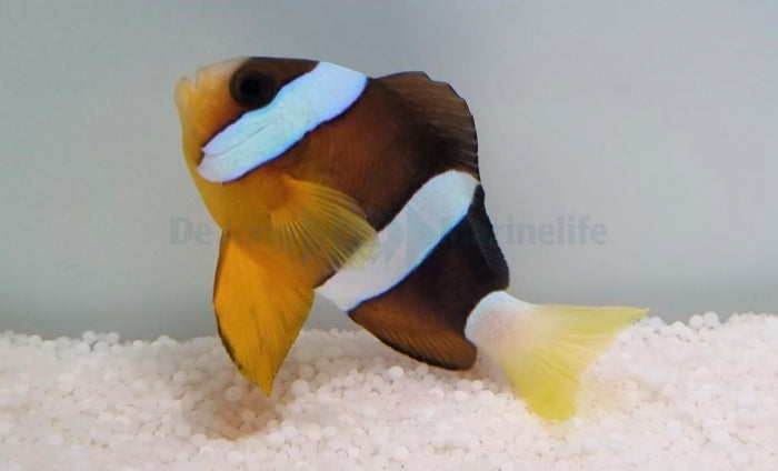Amphiprion clarkii - Yellowtail clownfish
