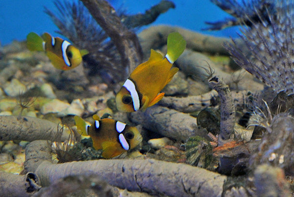 Amphiprion clarkii (Yellow deluxe) - Zwarte anemoonvis