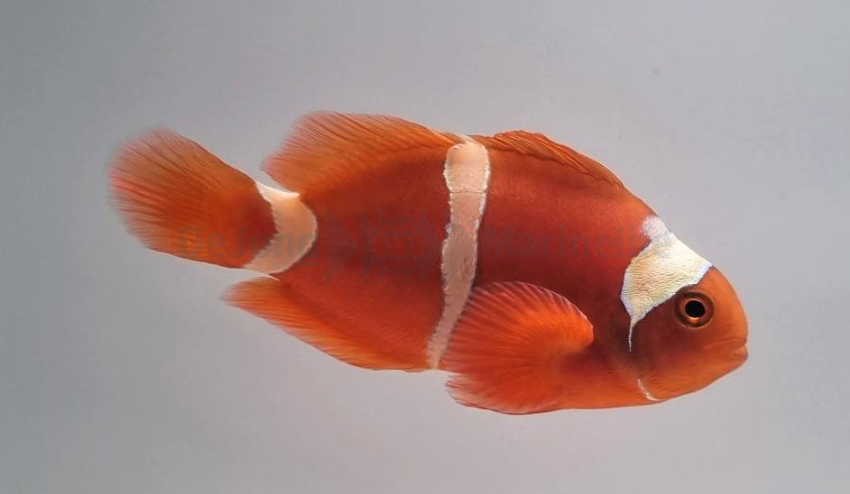 Amphiprion epigrammata