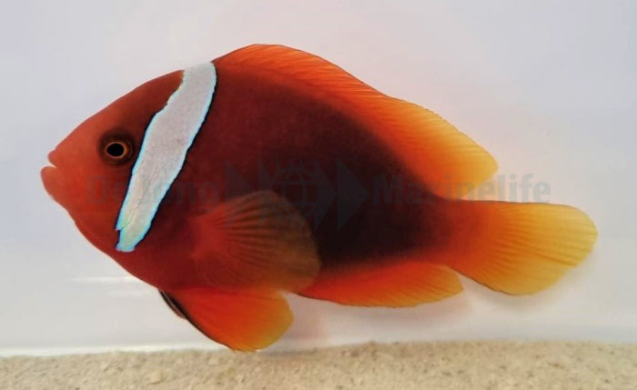 Amphiprion frenatus - Tomato clownfish