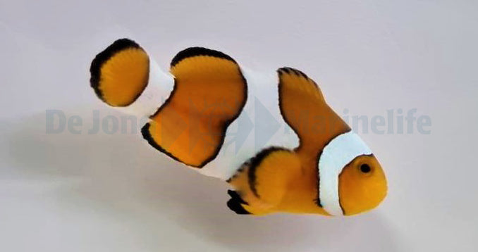 Amphiprion ocellaris - Driebandanemoonvis