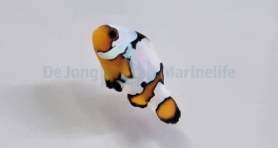 Amphiprion ocellaris Black Ice - Driebandanemoonvis Black Ice