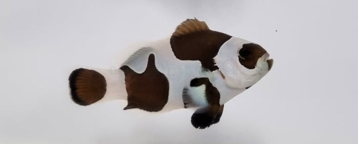 Amphiprion ocellaris black storm