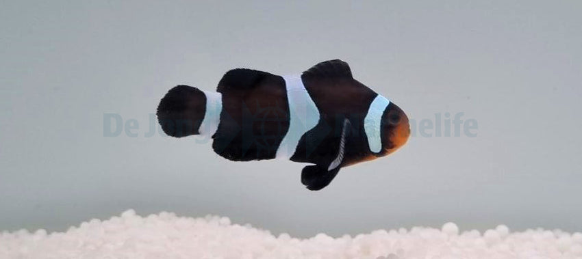 Amphiprion ocellaris Darwin